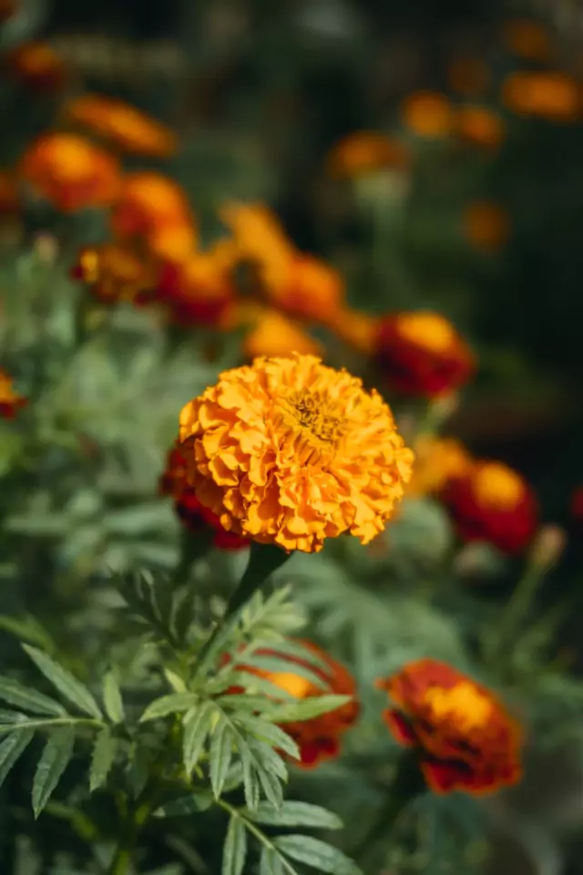 Bild på orange tagetes