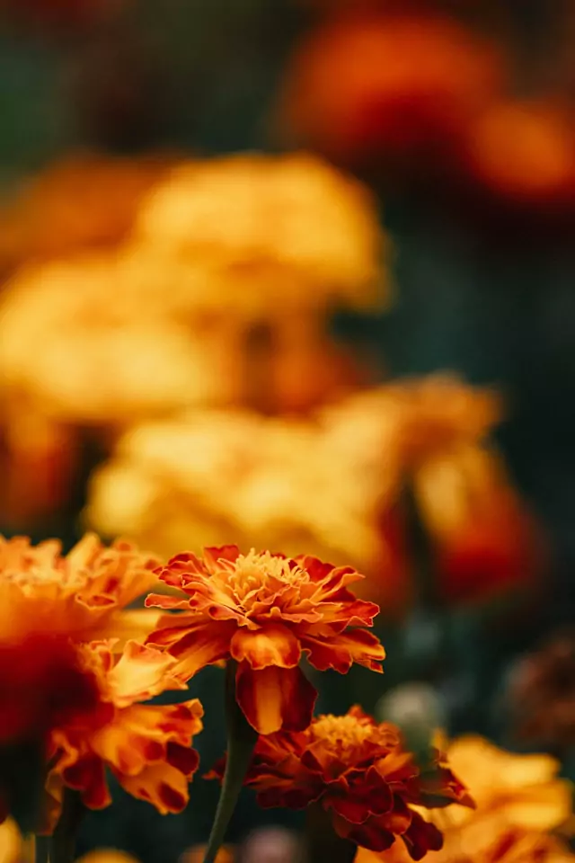 Bild på orange tagetes