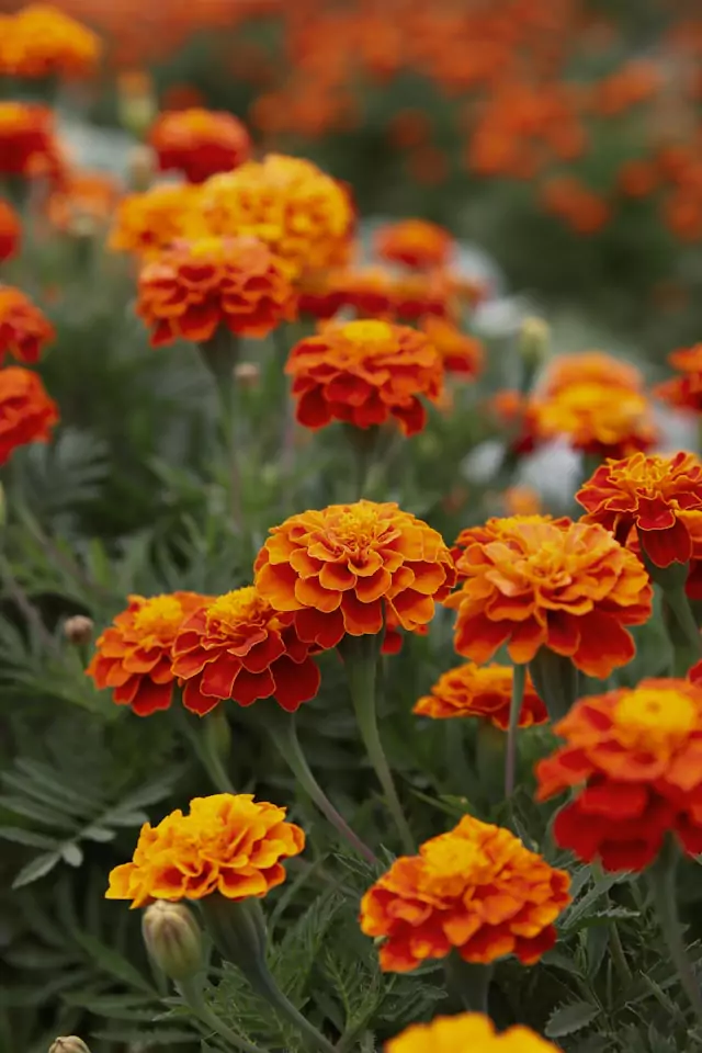 Bild på orange tagetes