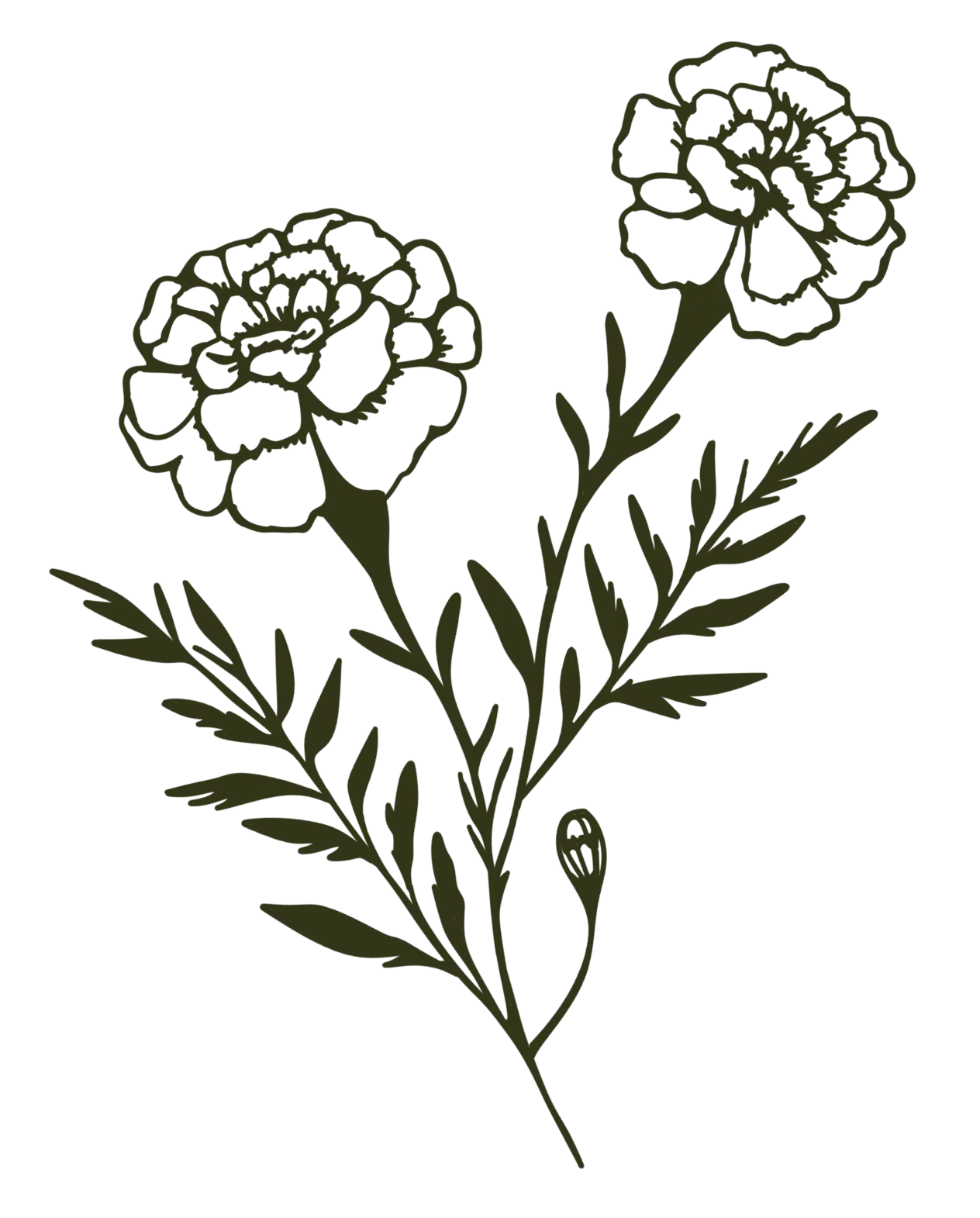 Stiliserad tagetes